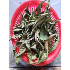 1Kg Lá vối Nếp (Sao vàng hạ thổ, vụ mới khô thơm) hỗ trợ gout, mỡ máu, giải nhiệt, lợi tiểu