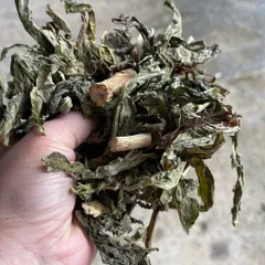 1Kg Bồ Công Anh (Sao Vàng Hạ Thổ, Khô, Thơm) Thanh Lọc Cơ Thể, Mát Gan, Hỗ Trợ Lợi Sữa, Tắc Tia Sữa, Thanh Nhiệt