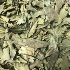 1Kg Lá vối Nếp (Sao vàng hạ thổ, vụ mới khô thơm) hỗ trợ gout, mỡ máu, giải nhiệt, lợi tiểu