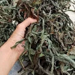 1Kg Bồ Công Anh (Sao Vàng Hạ Thổ, Khô, Thơm) Thanh Lọc Cơ Thể, Mát Gan, Hỗ Trợ Lợi Sữa, Tắc Tia Sữa, Thanh Nhiệt