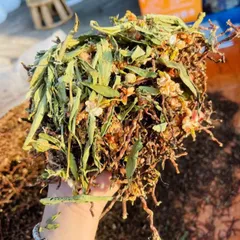 1Kg Trà Sơn Mật Hồng Sâm (Nhiều Hoa Nhài, Cỏ Ngọt) Pha Trà Thanh Nhiệt, Đẹp Da, Hỗ Trợ Thanh Lọc Cơ Thể, Dễ Ngủ