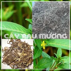 1Kg Cây rau mương khô hỗ trợ đau dạ dày, HP, thanh nhiệt giải độc cơ thể