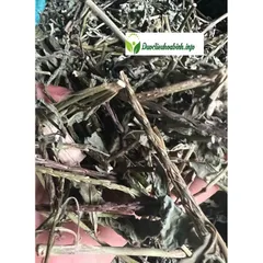 Cây Đuôi Chuột( Sạch mới chuẩn rừng tự nhiên)