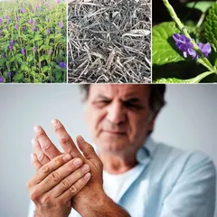 Cây Đuôi Chuột( Sạch mới chuẩn rừng tự nhiên)