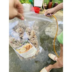 Bột Tam Thất Bắc hàng chuẩn 100g ( Hàng 50-52 củ 1kg to)