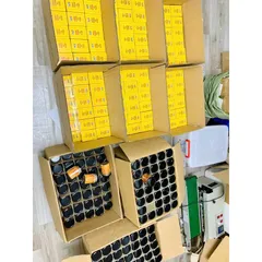 Nấm Đông trùng Hạ thảo Trường Sơn sấy Thăng Hoa hộp 10gr