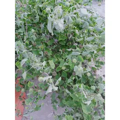 1Kg Cây Cối Xay hỗ trợ xương khớp, gan, thận, trĩ