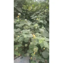 1Kg Cây Cối Xay hỗ trợ xương khớp, gan, thận, trĩ