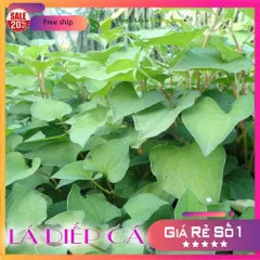 1Kg Lá Diếp Cá (Sao vàng hạ thổ, khô, thơm)