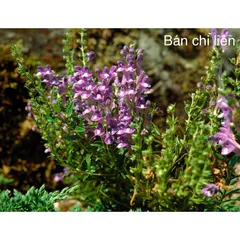 1Kg Bán Chi Liên Túi lọc Trà (Hoàng cầm râu) hỗ trợ K, U bướu