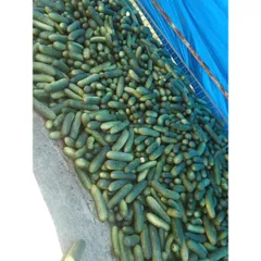 Sỉ 5Kg Bí đao sấy khô thơm ngon, giảm cân giải nhiệt mùa hè