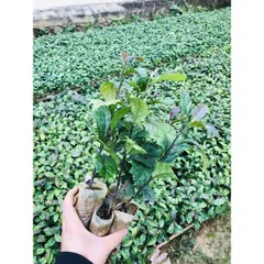 100g Hạt Giống Xạ Đen để trồng hoặc hãm trà hỗ trợ u bướu, ung thư, men gan, huyết áp