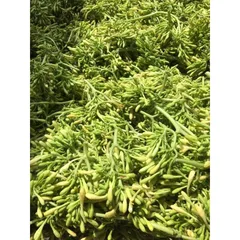 1kg Hoa Đu Đủ Đực khô vụ mới (Sao vàng hạ thổ)