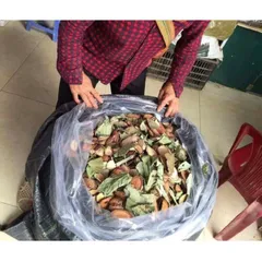 Lá tắm sau sinh người Dao đỏ