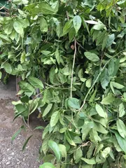 Xạ cành loại thái lát (Xạ mỡ)