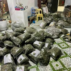 Combo 10Kg Xạ Đen Hoà Bình (Sao Vàng Hạ Thổ) Cả Thân Và Lá, Chuẩn Bản Mường Vụ Mới Khô Thơm, Giúp Dễ Ngủ, Thanh Nhiệt