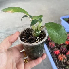 Cây mặt trời - Cây kiểng cảnh dễ chăm bón