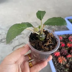 Cây mặt trời - Cây kiểng cảnh dễ chăm bón