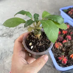 Cây mặt trời - Cây kiểng cảnh dễ chăm bón