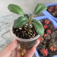 Cây mặt trời - Cây kiểng cảnh dễ chăm bón
