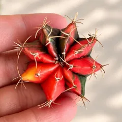 Xương Rồng Gym Lem Thái Lan size từ 3-5cm