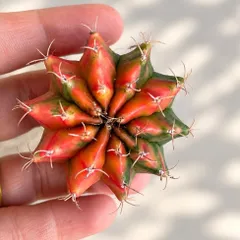 Xương Rồng Gym Lem Thái Lan size từ 3-5cm