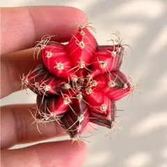 Xương Rồng Gym Lem Thái Lan size từ 3-5cm