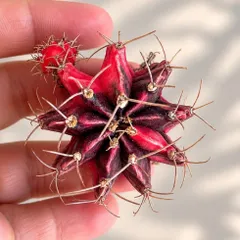 Xương Rồng Gym Lem Thái Lan size từ 3-5cm