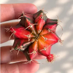 Xương Rồng Gym Lem Thái Lan size từ 3-5cm