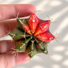 Xương Rồng Gym Lem Thái Lan size từ 3-5cm
