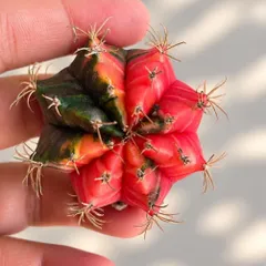 Xương Rồng Gym Lem Thái Lan size từ 3-5cm