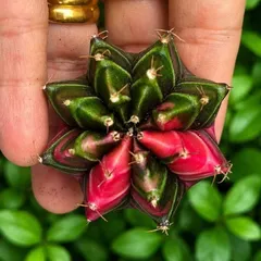Xương Rồng Gym Lem Thái Lan size từ 2cm đến 7cm
