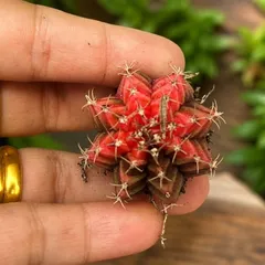 Xương Rồng Gym Lem Thái Lan size từ 2cm đến 7cm