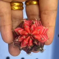 Xương Rồng Gym Lem Thái Lan size từ 2cm đến 7cm