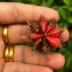Xương Rồng Gym Lem Thái Lan size từ 2cm đến 7cm