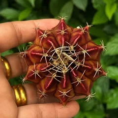 Xương Rồng Gym Lem Thái Lan size từ 2cm đến 7cm