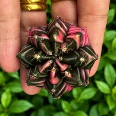 Xương Rồng Gym Lem Thái Lan size từ 2cm đến 7cm