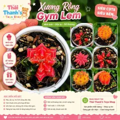 Xương Rồng Gym Lem Thái Lan màu đậm, size 3-5cm