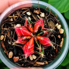 Xương Rồng Gym Lem Thái Lan màu đậm, size 3-5cm