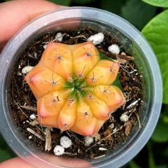 Xương Rồng Gym Lem Thái Lan màu đậm, size 3-5cm