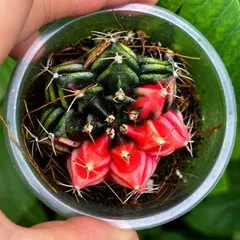 Xương Rồng Gym Lem Thái Lan màu đẹp size 3-5cm