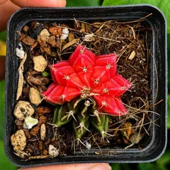 Xương Rồng Gym Lem Thái Lan màu đẹp size 3-5cm
