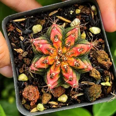 Xương Rồng Multi Gym Lem Thái Lan size 3-5cm