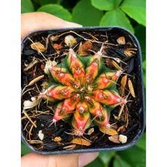 Xương Rồng Multi Gym Lem Thái Lan size 3-5cm