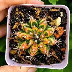 Xương Rồng Multi Gym Lem Thái Lan size 3-5cm