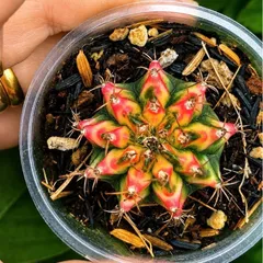 Xương Rồng Multi Gym Lem Thái Lan size 3-5cm