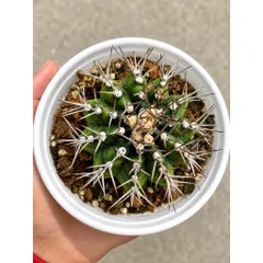 Cây Xương Rồng Gymnocalycium Đẹp - Dễ Trồng - Thanh Lọc Không Khí Kích Thước 10-12cm