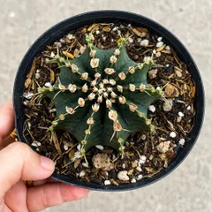 Cây Xương Rồng Gymnocalycium Đẹp - Dễ Trồng - Thanh Lọc Không Khí Kích Thước 10-12cm