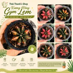 Xương Rồng Gym Lem 3-5cm