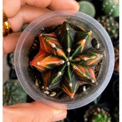 Xương Rồng Gym Lem 3-5cm